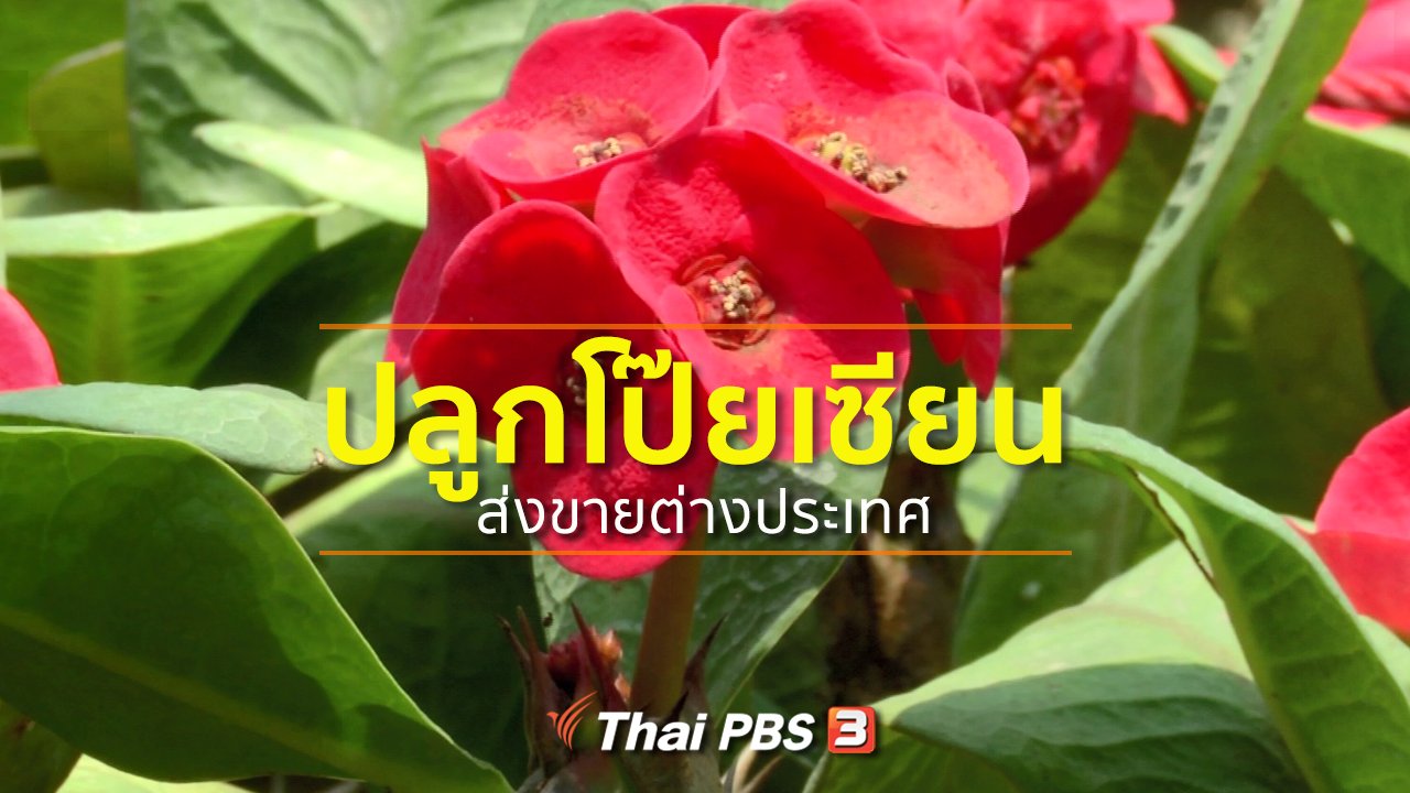 ทุกทิศทั่วไทย - อาชีพทั่วไทย : ปลูกโป๊ยเซียนส่งขายต่างประเทศ