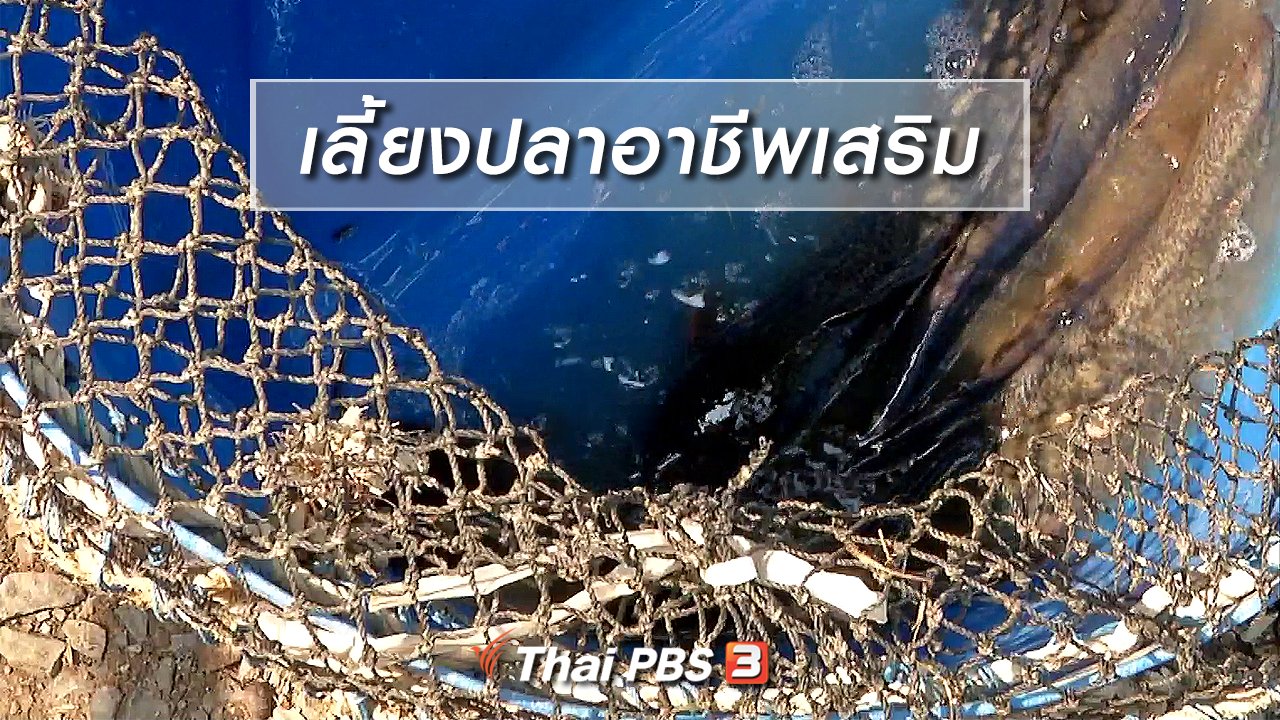 จับตาสถานการณ์ - ตะลุยทั่วไทย : เลี้ยงปลาอาชีพเสริม