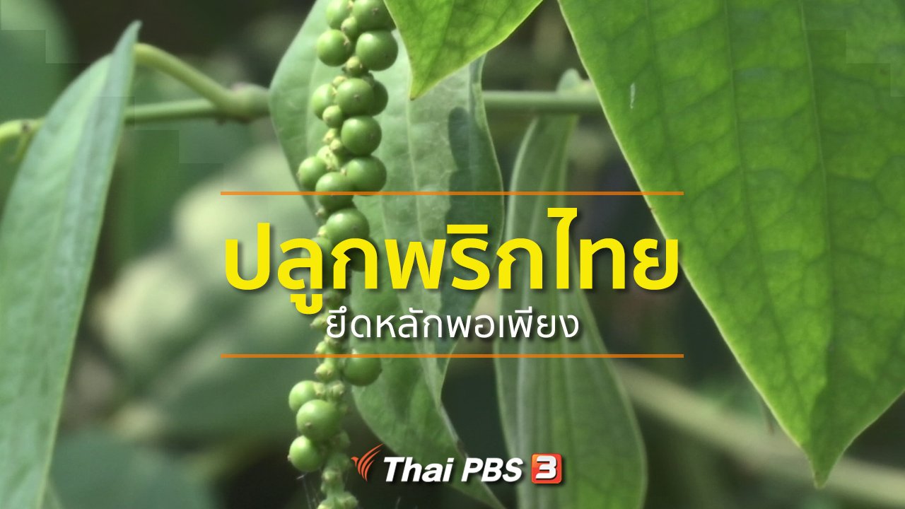 ทุกทิศทั่วไทย - อาชีพทั่วไทย : ปลูกพริกไทยยึดหลักพอเพียง