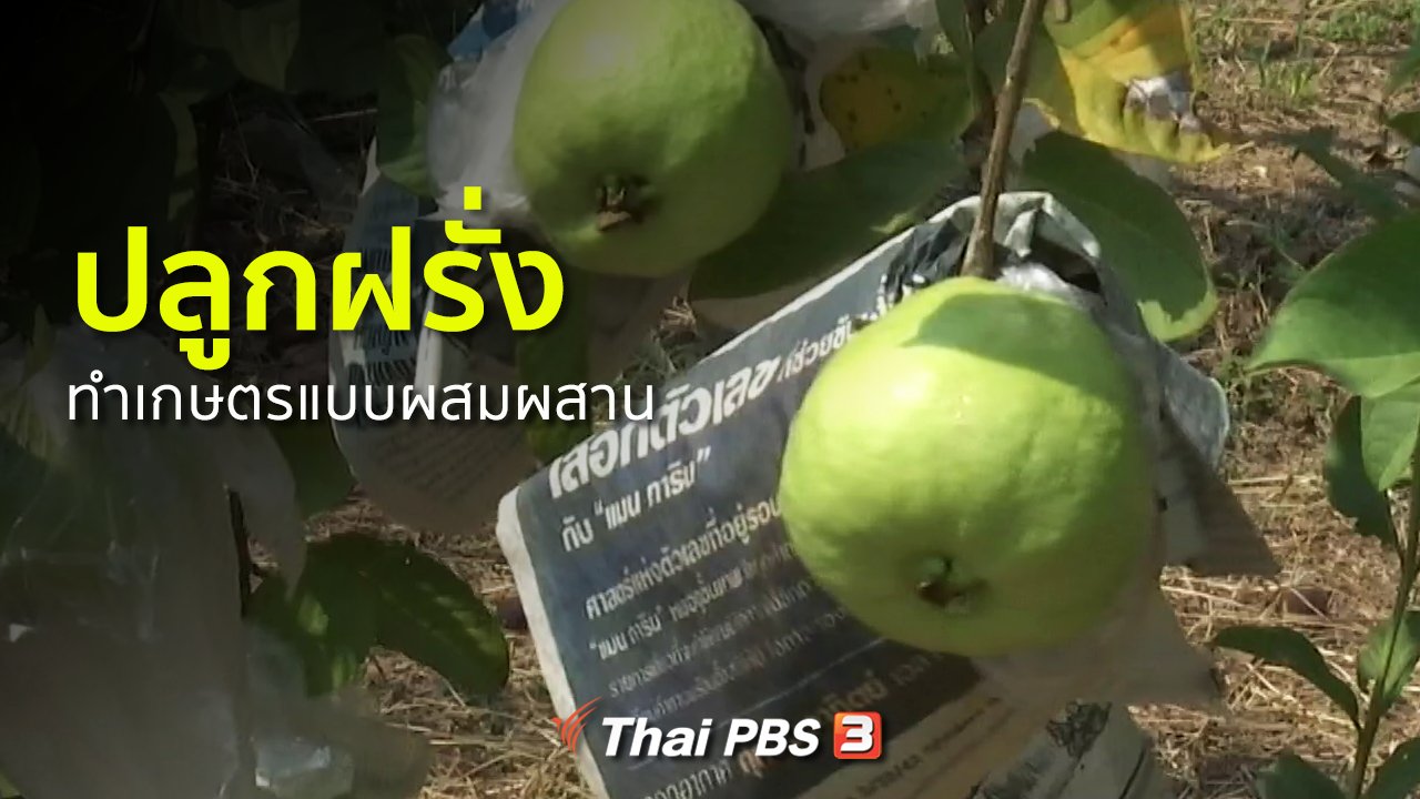 ทุกทิศทั่วไทย - อาชีพทั่วไทย : ปลูกฝรั่งและทำเกษตรแบบผสมผสาน