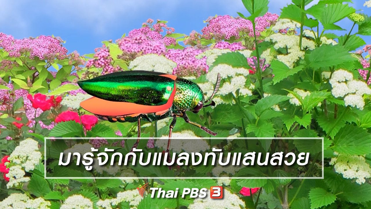 TataTitiToto ไดโนมหัศจรรย์ - เกร็ดน่ารู้กับตาต้าตีตี้โตโต้ : มารู้จักกับแมลงทับแสนสวย