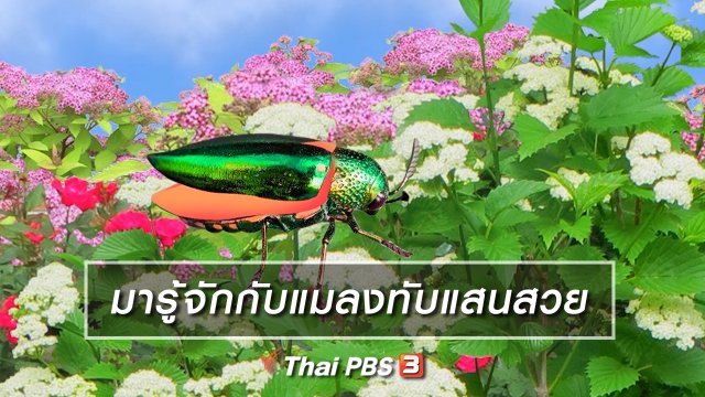 เกร็ดน่ารู้กับตาต้าตีตี้โตโต้ : มารู้จักกับแมลงทับแสนสวย