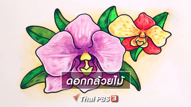 สอนศิลป์สอนวาด : ดอกกล้วยไม้