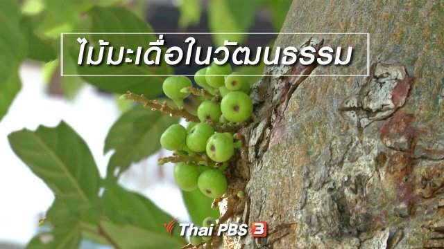 ​เรื่องนี้มีตำนาน : ไม้มะเดื่อในวัฒนธรรม