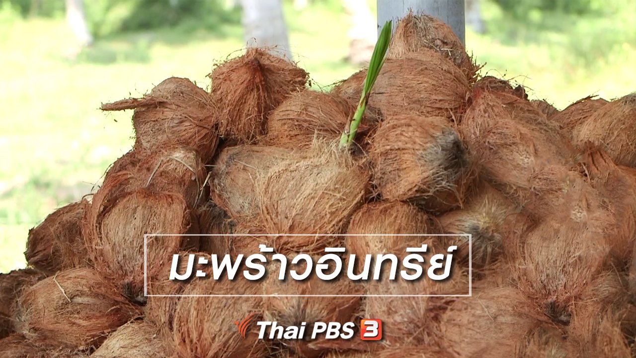 จับตาสถานการณ์ - ตะลุยทั่วไทย : มะพร้าวอินทรีย์
