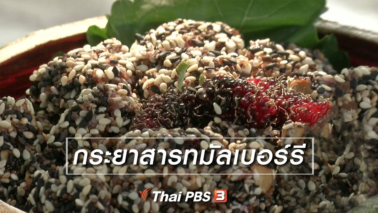 จับตาสถานการณ์ - ตะลุยทั่วไทย : กระยาสารทมัลเบอร์รี
