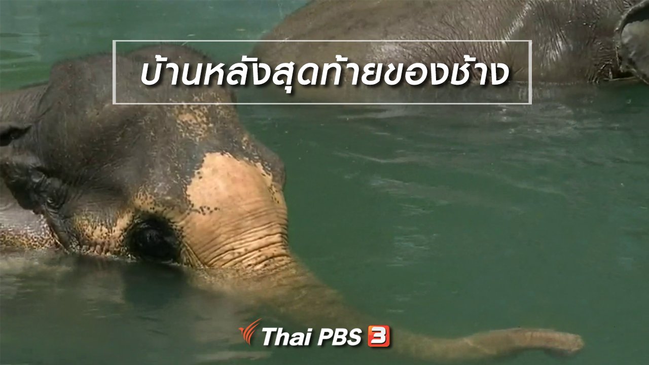 จับตาสถานการณ์ - ตะลุยทั่วไทย : บ้านหลังสุดท้ายของช้าง