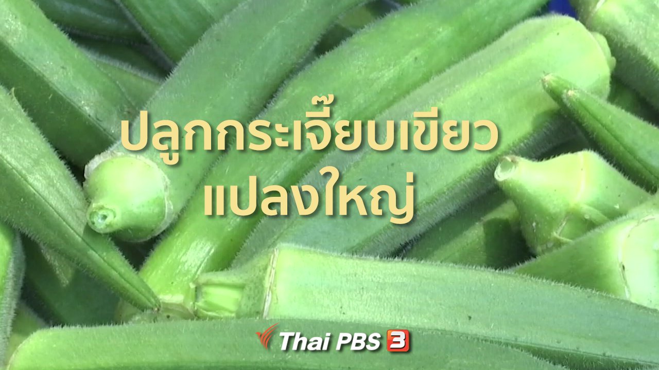ทุกทิศทั่วไทย - ชุมชนทั่วไทย : กระเจี๊ยบเขียวแปลงใหญ่ส่งขายต่างประเทศ