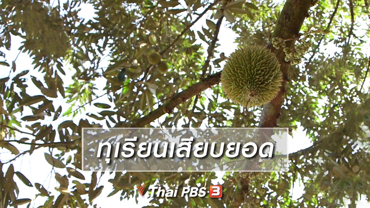 จับตาสถานการณ์ - ตะลุยทั่วไทย : ทุเรียนเสียบยอด