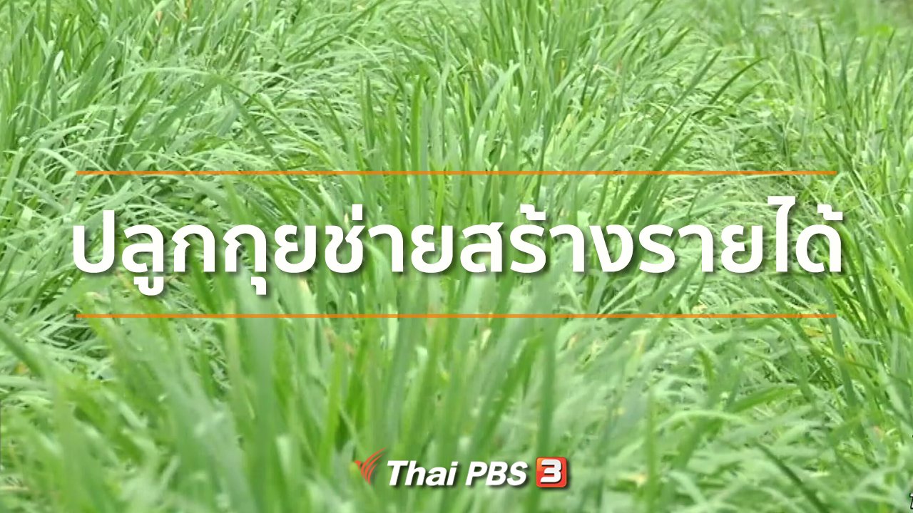 ทุกทิศทั่วไทย - อาชีพทั่วไทย : ปลูกกุยช่ายสร้างรายได้