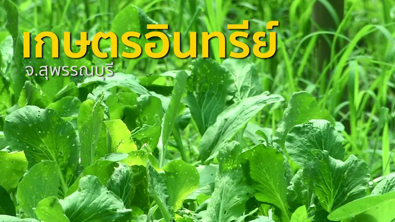 ทุกทิศทั่วไทย - ชุมชนทั่วไทย : เกษตรอินทรีย์และแปรรูปข้าวแผ่นปรุงรส