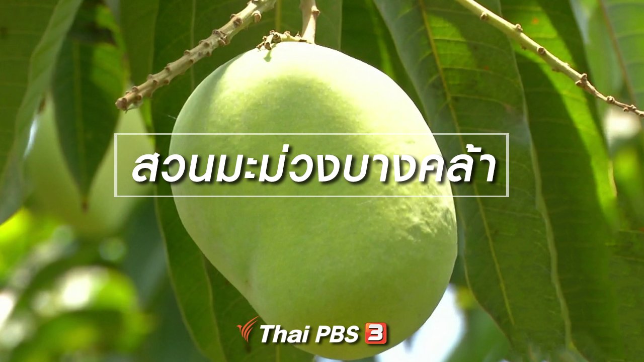 จับตาสถานการณ์ - ตะลุยทั่วไทย : สวนมะม่วงบางคล้า