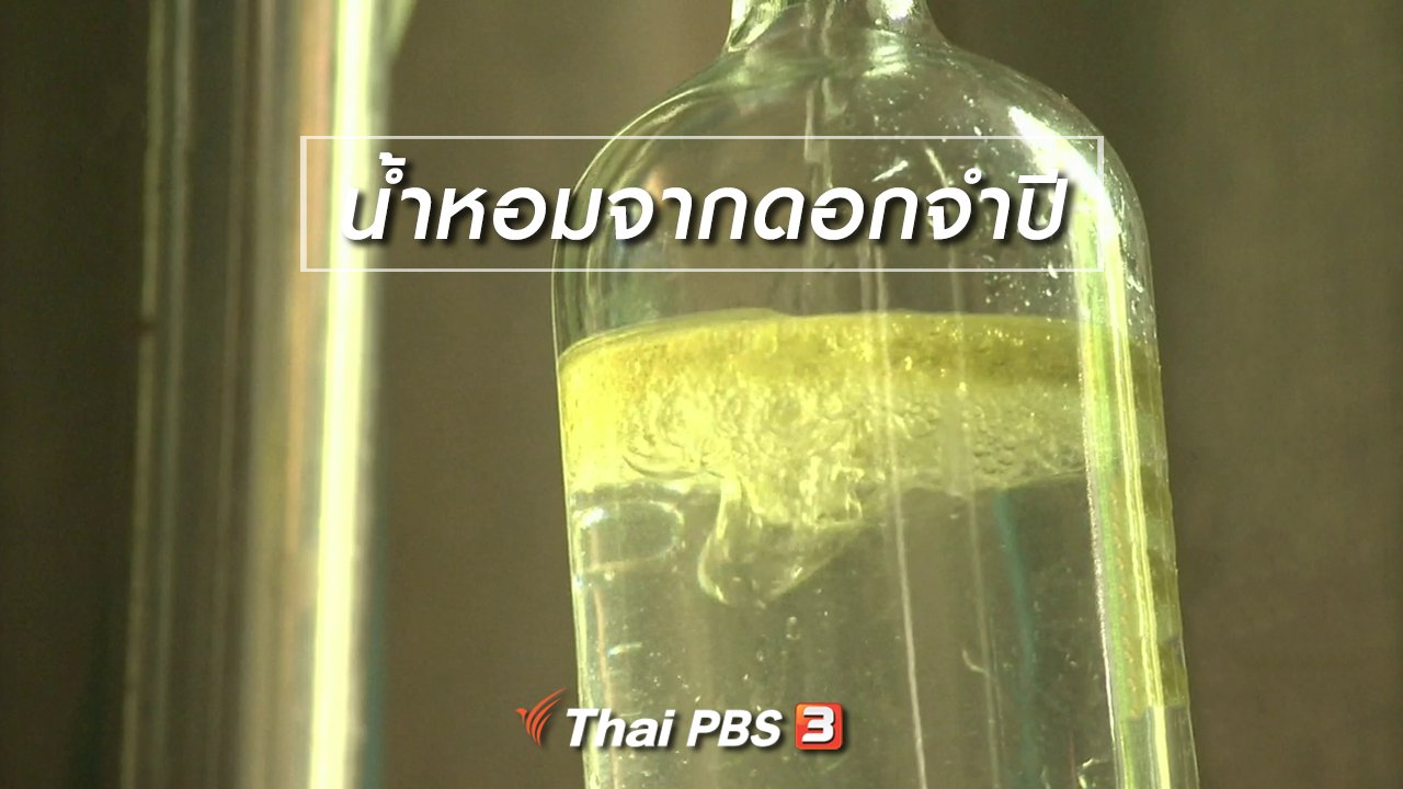 จับตาสถานการณ์ - ตะลุยทั่วไทย : น้ำหอมจากดอกจำปี