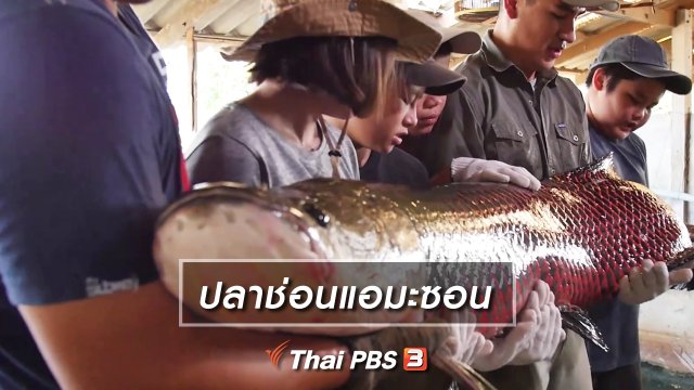 คิดส์เรียนรู้ : ปลาช่อนแอมะซอน