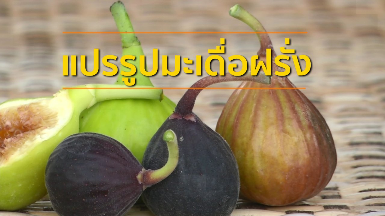ทุกทิศทั่วไทย - อาชีพทั่วไทย : แปรรูปมะเดื่อฝรั่งส่งขาย