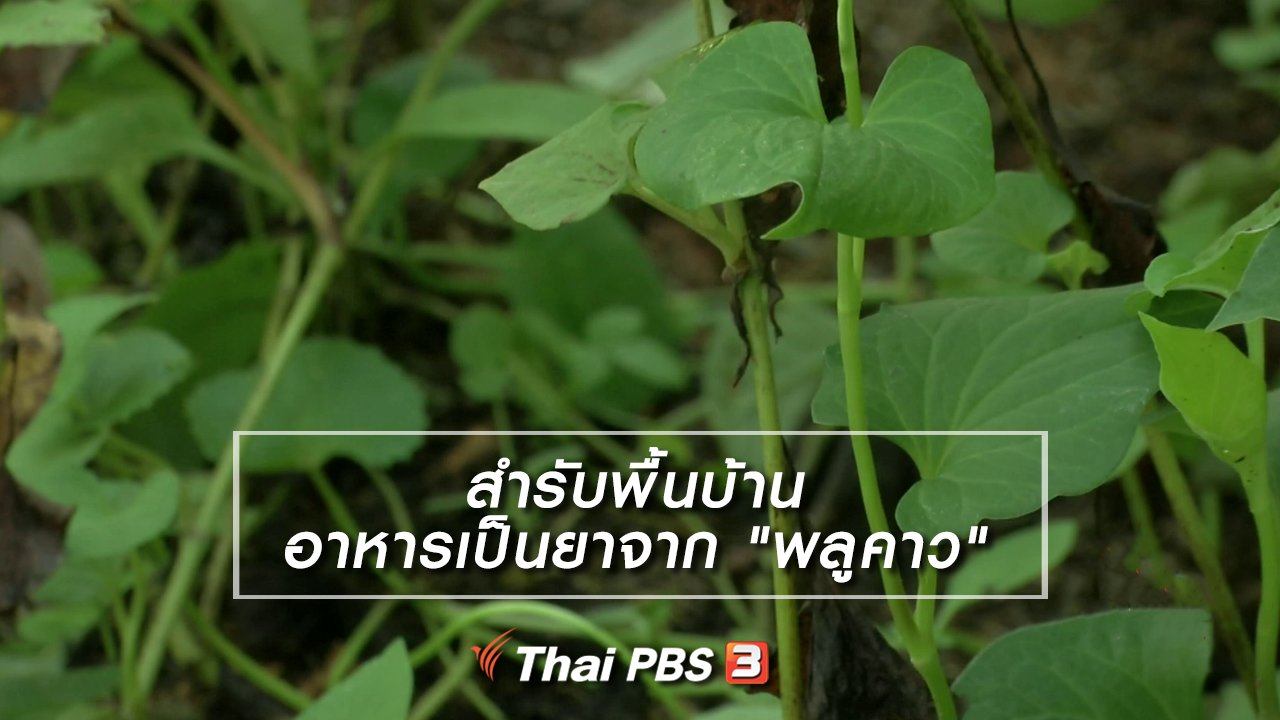 ไทยบันเทิง - อิ่มมนต์รส : สำรับพื้นบ้านอาหารเป็นยาจาก "พลูคาว"