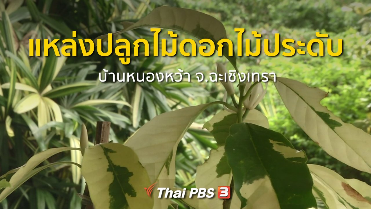 ทุกทิศทั่วไทย - อาชีพทั่วไทย : แหล่งปลูกไม้ดอกไม้ประดับที่บ้านหนองหว้า