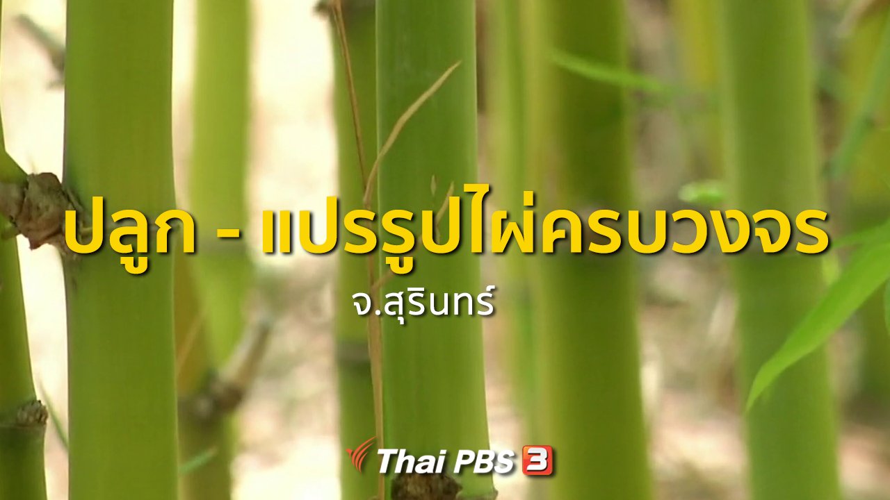 ทุกทิศทั่วไทย - อาชีพทั่วไทย : ปลูก - แปรรูปไผ่ครบวงจร จ.สุรินทร์
