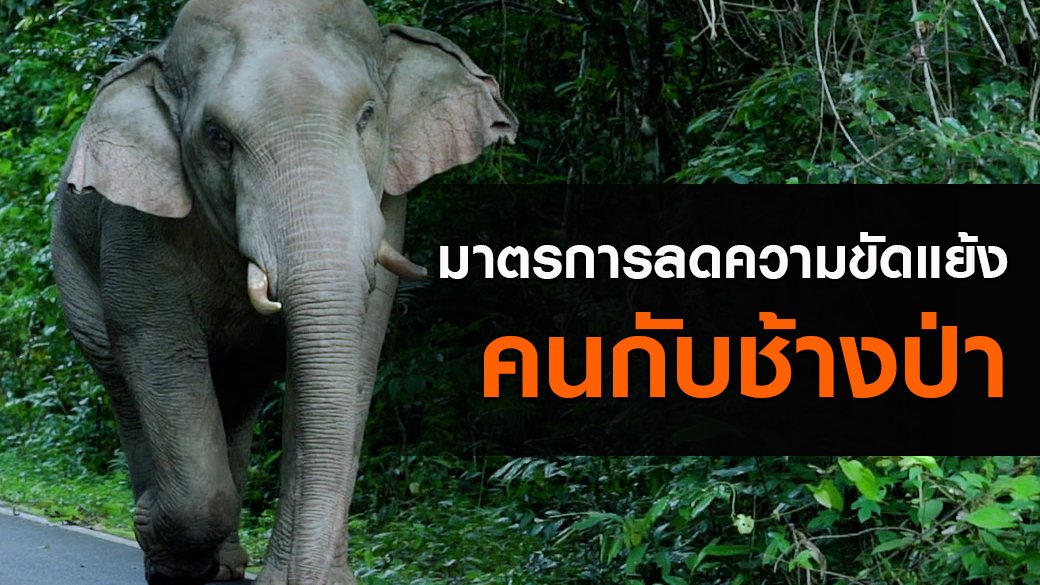 สัตว์ป่วนเมือง - มาตรการลดความขัดแย้ง "คนกับช้างป่า"