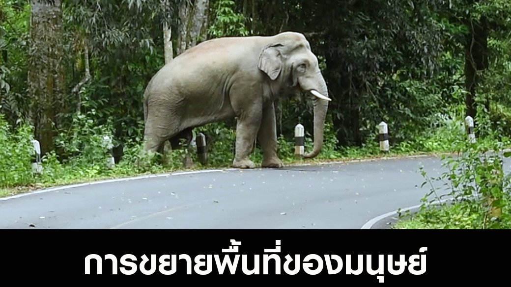 สัตว์ป่วนเมือง - การขยายพื้นที่ของมนุษย์ ผลักดันให้ช้างป่าออกนอกป่า