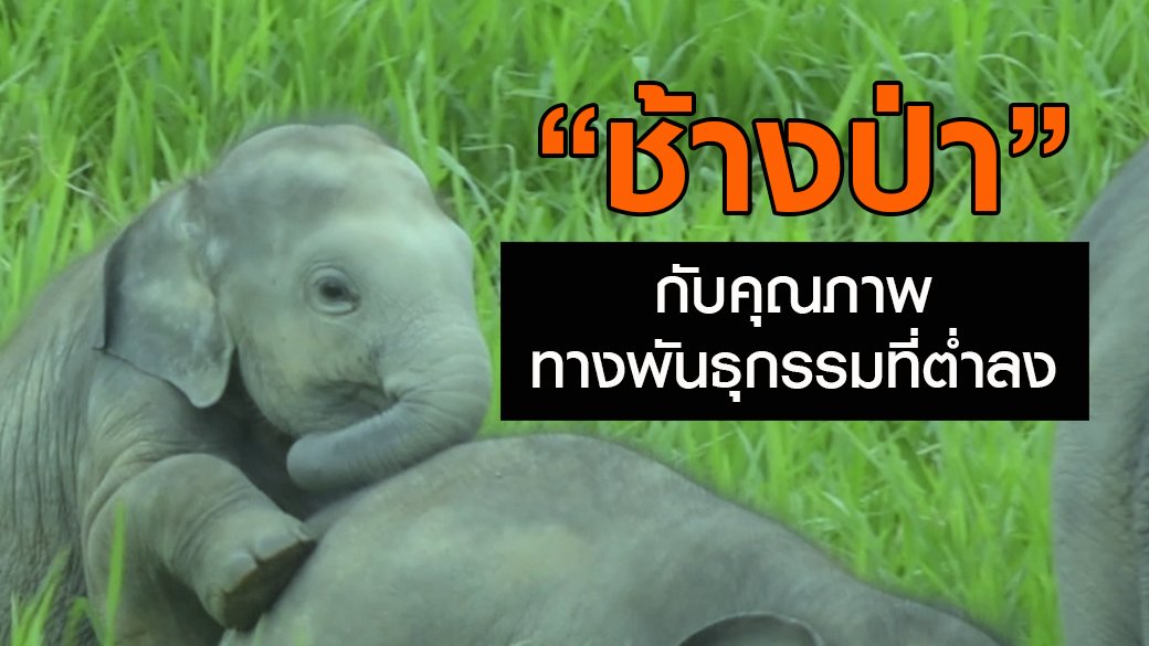สัตว์ป่วนเมือง - "ช้างป่า" กับคุณภาพทางพันธุกรรมที่ต่ำลง