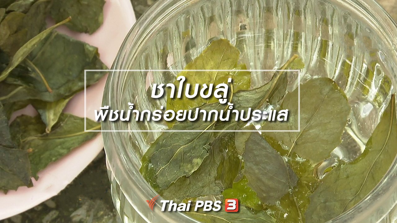 ไทยบันเทิง - อิ่มมนต์รส : ชาใบขลู่ พืชน้ำกร่อยปากน้ำประแส
