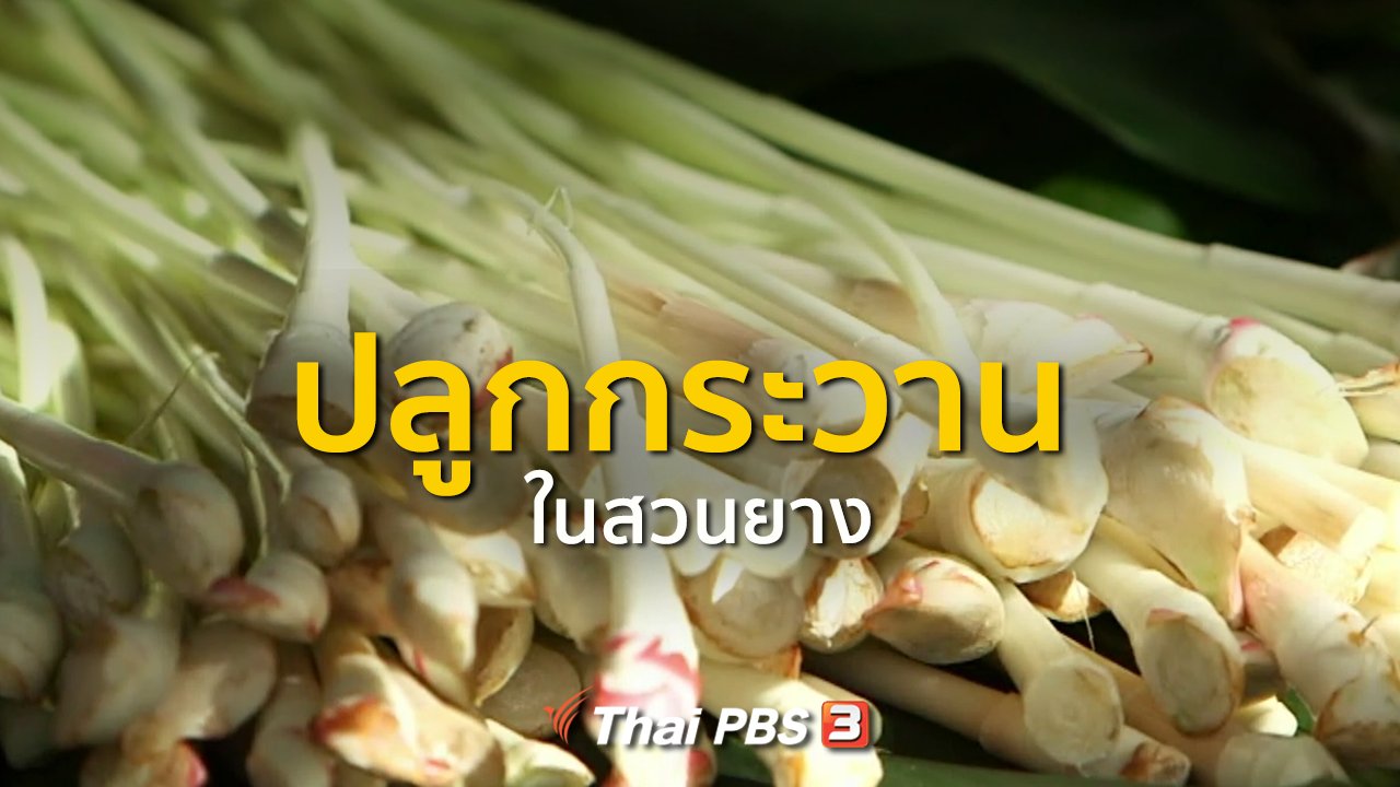 ทุกทิศทั่วไทย - ชุมชนทั่วไทย : ปลูกกระวานในสวนยาง