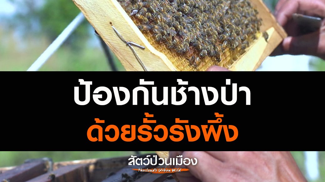 สัตว์ป่วนเมือง - ป้องกันช้างป่าด้วยรั้วรังผึ้ง