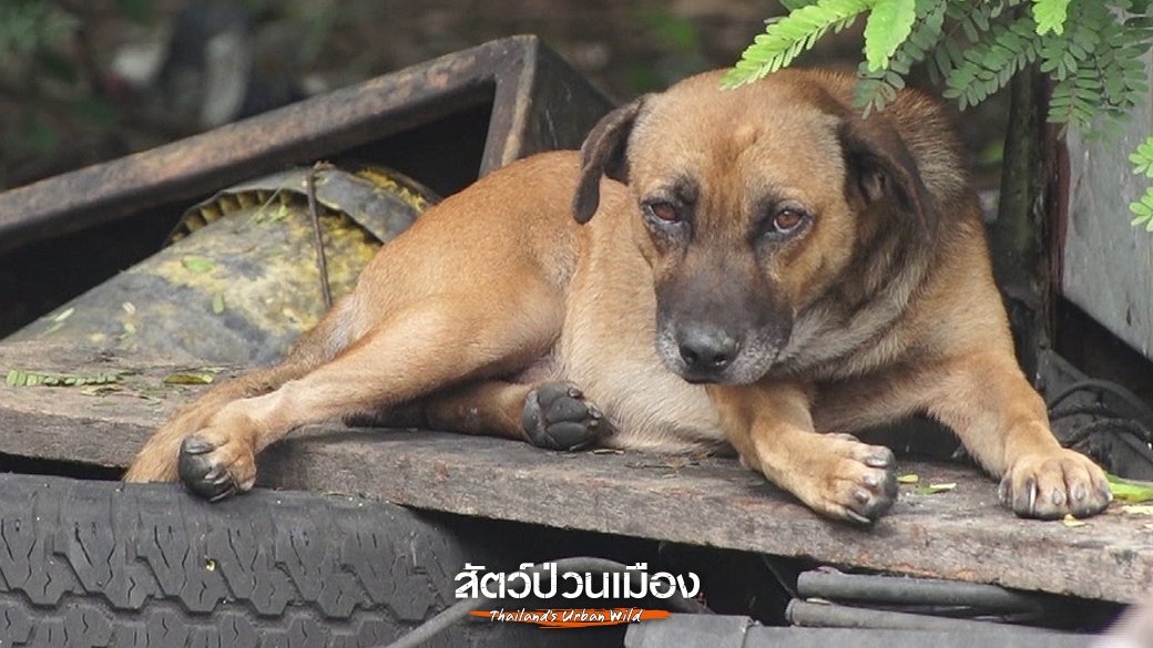 สัตว์ป่วนเมือง - จิตอาสาทำหมันหมา ภารกิจคุมจำนวน "หมาจร"