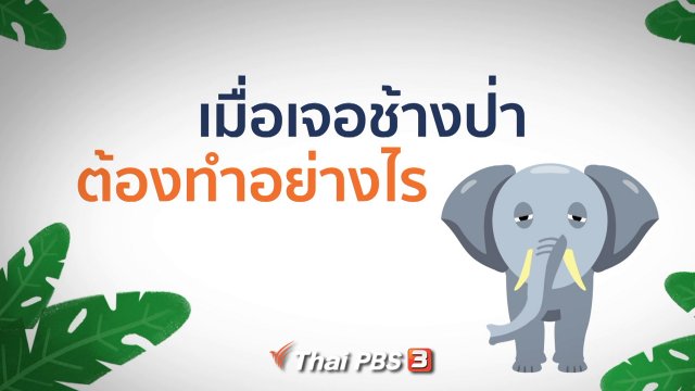 ข้อควรปฏิบัติเมื่อเจอช้างป่า