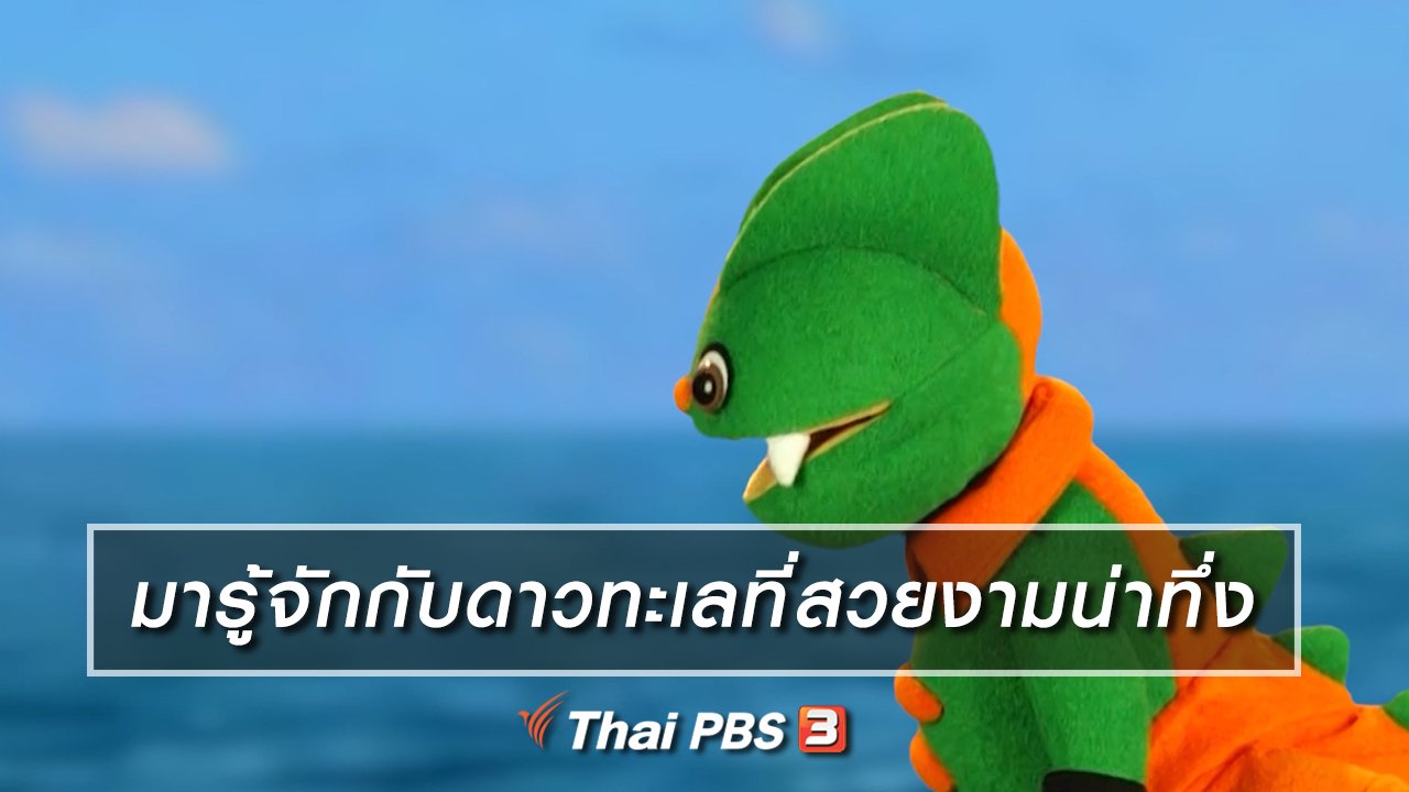 TataTitiToto ไดโนมหัศจรรย์ - เกร็ดน่ารู้กับตาต้าตีตี้โตโต้ : มารู้จักกับดาวทะเลที่สวยงามน่าทึ่ง