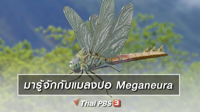 เกร็ดน่ารู้กับตาต้าตีตี้โตโต้ : มารู้จักกับแมลงปอ Meganeura