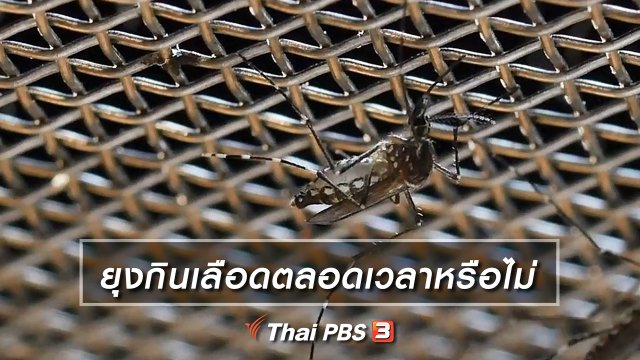 คิดส์เรียนรู้ : ยุงกินเลือดตลอดเวลาหรือไม่