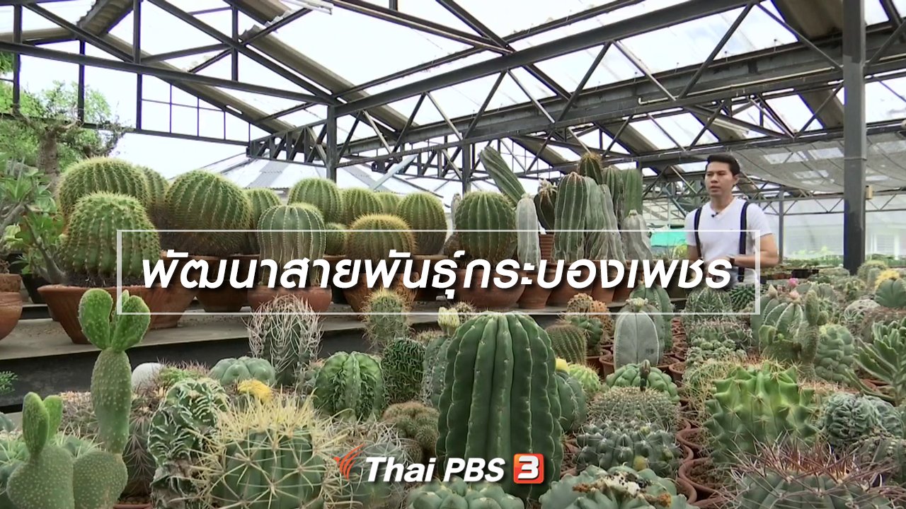 จับตาสถานการณ์ - ตะลุยทั่วไทย : พัฒนาสายพันธุ์กระบองเพชร