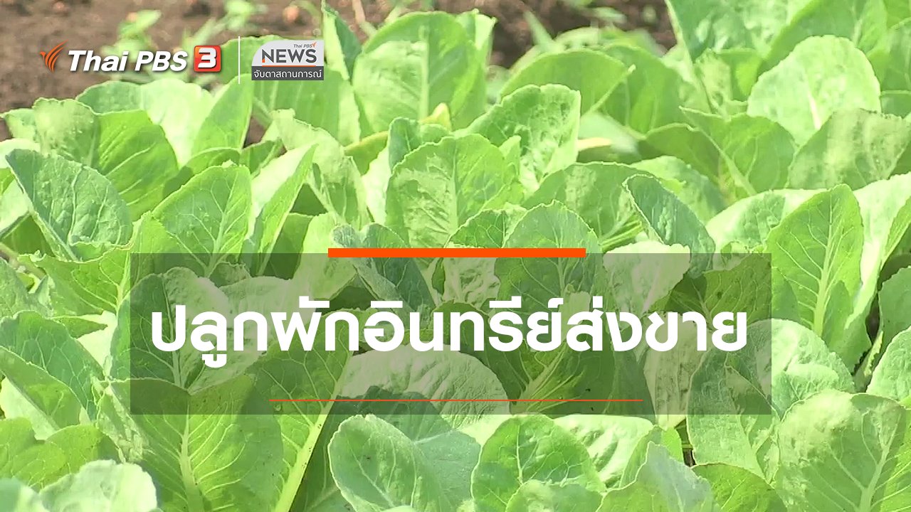 จับตาสถานการณ์ - ตะลุยทั่วไทย : ปลูกผักอินทรีย์ส่งขาย