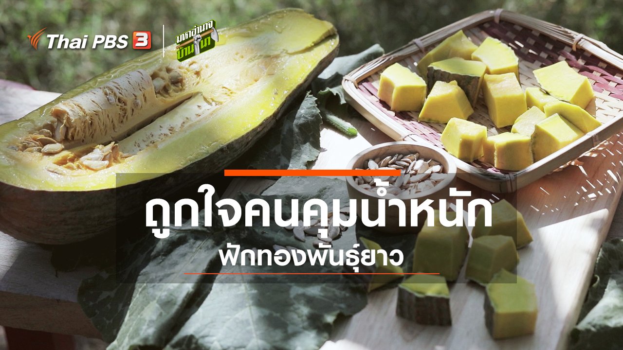 มหาอำนาจบ้านนา - ถูกใจคนคุมน้ำหนัก ฟักทองพันธุ์ยาว