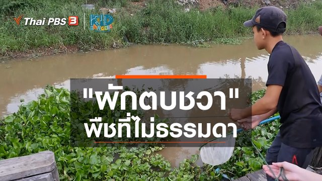 คิดส์เรียนรู้ : "ผักตบชวา" พืชที่ไม่ธรรมดา
