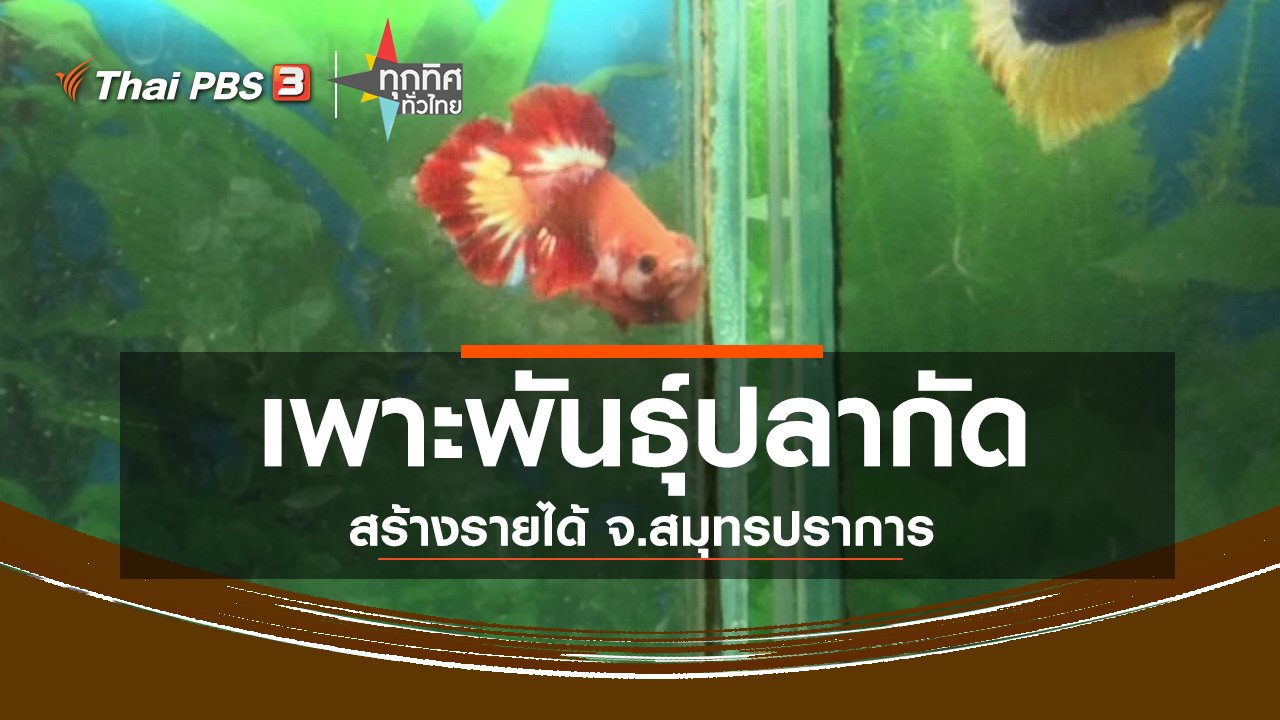 ทุกทิศทั่วไทย - อาชีพทั่วไทย : เพาะพันธุ์ปลากัดสวยงามสร้างรายได้ จ.สมุทรปราการ