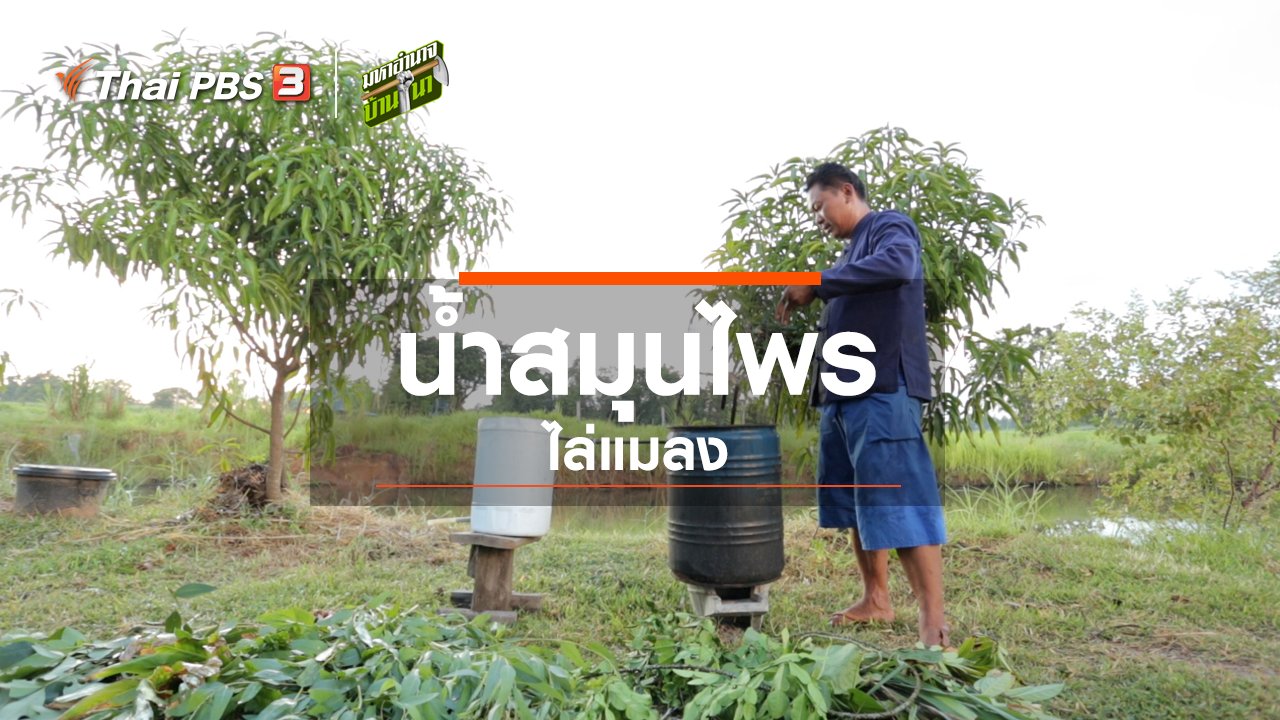 มหาอำนาจบ้านนา - สูตรลับฉบับบ้านนา : น้ำสมุนไพรไล่แมลง