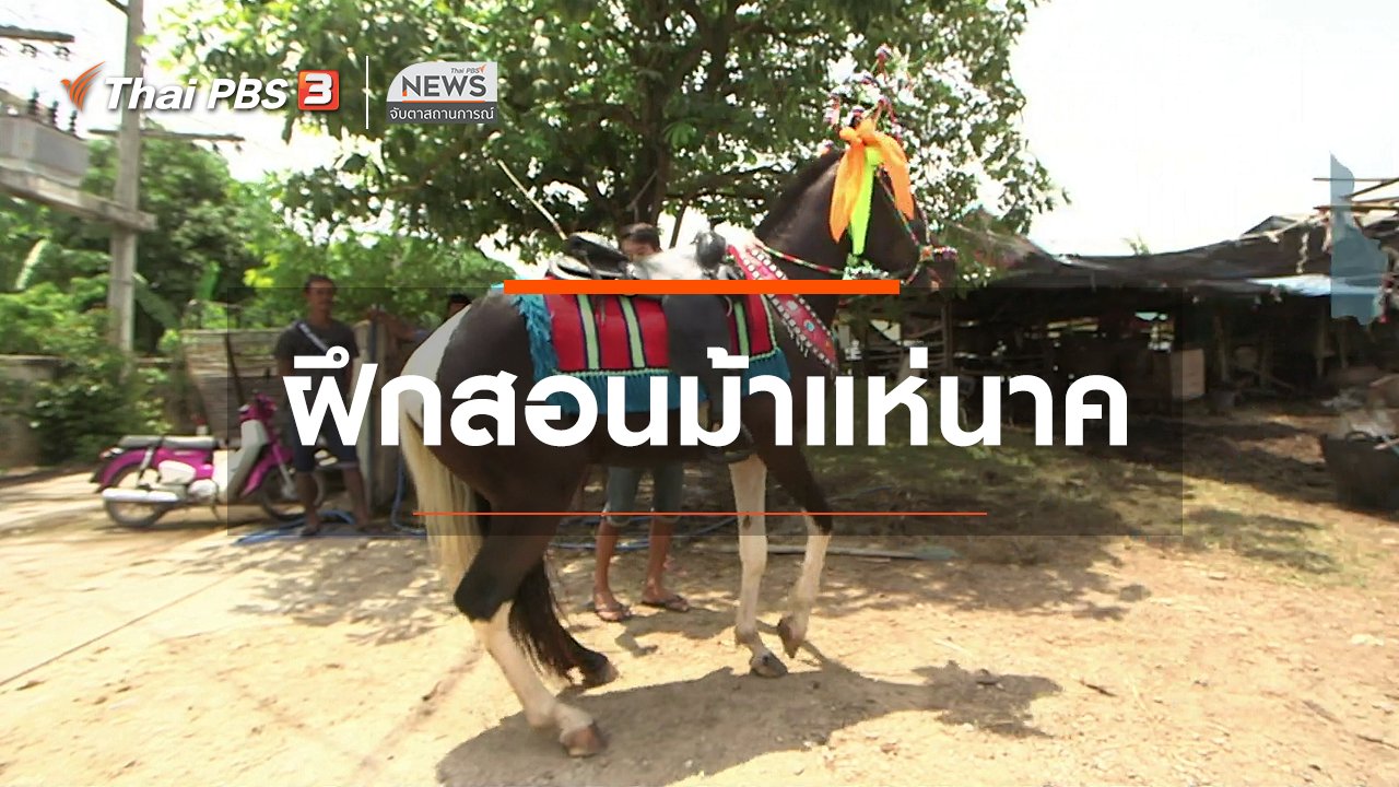 จับตาสถานการณ์ - ตะลุยทั่วไทย : ฝึกสอนม้าแห่นาค