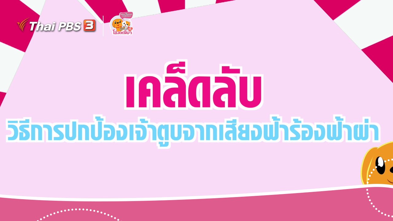 ผู้พิทักษ์รักโฮ่งเหมียว - เคล็ดไม่ลับดูแลโฮ่งเหมียว : ปกป้องเจ้าตูบจากเสียงฟ้าร้องฟ้าผ่า