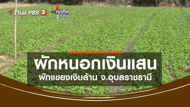 อาชีพทั่วไทย : ผักหนอกเงินแสน ผักแขยงเงินล้าน จ.อุบลราชธานี