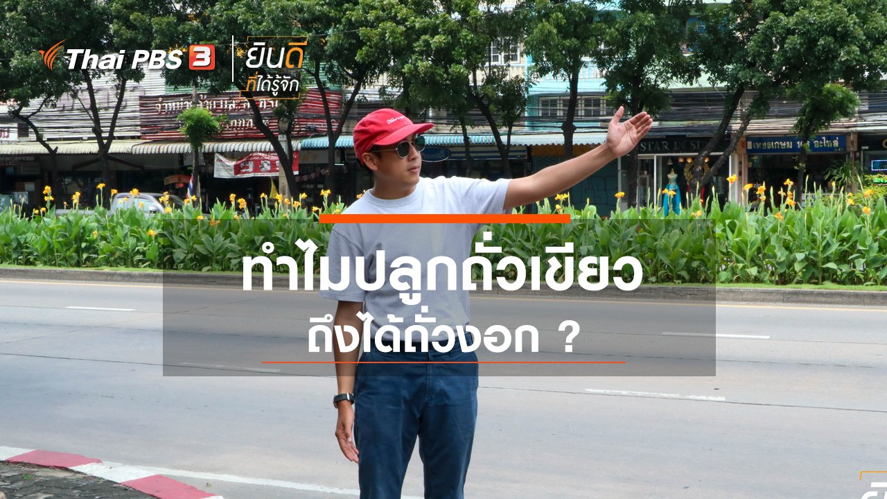 ยินดีที่ได้รู้จัก - ทำไมปลูกถั่วเขียวถึงได้ถั่วงอก ?