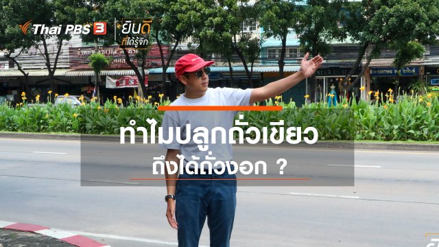ทำไมปลูกถั่วเขียวถึงได้ถั่วงอก ?