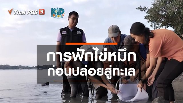 คิดส์เรียนรู้ : การฟักไข่หมึก ก่อนปล่อยสู่ทะเล