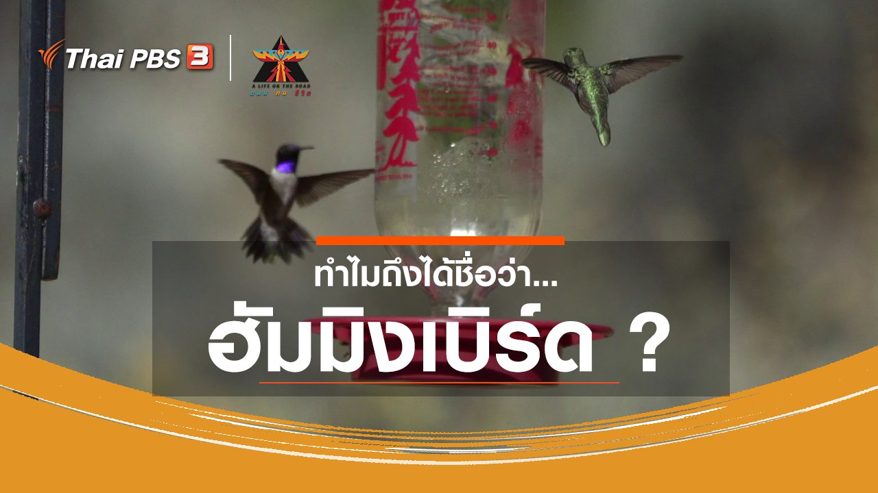 A Life on the Road ถนน คน ชีวิต - เรื่องเล่าการเดินทาง : ทำไมถึงได้ชื่อว่า... ฮัมมิงเบิร์ด ?