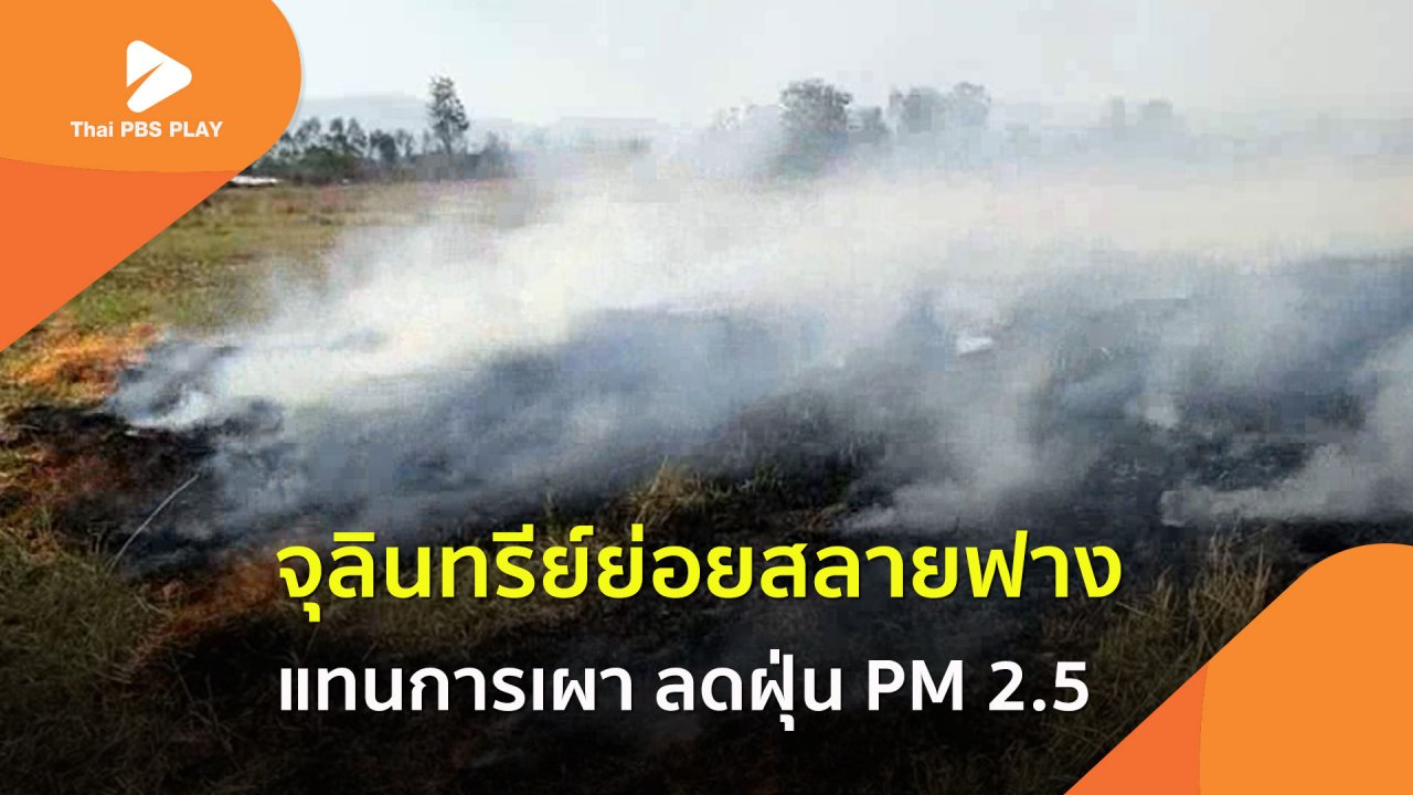 Thai PBS Play - จุลินทรีย์ย่อยสลายฟาง-ตอซัง แทนการเผา