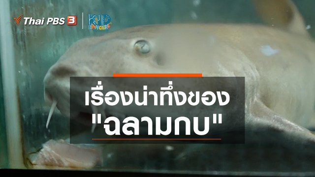 คิดส์เรียนรู้ : เรื่องน่าทึ่งของ "ฉลามกบ"