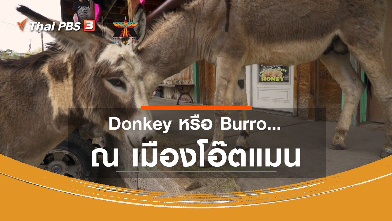 A Life on the Road ถนน คน ชีวิต - เรื่องเล่าการเดินทาง : Donkey หรือ Burro ณ เมืองโอ๊ตแมน