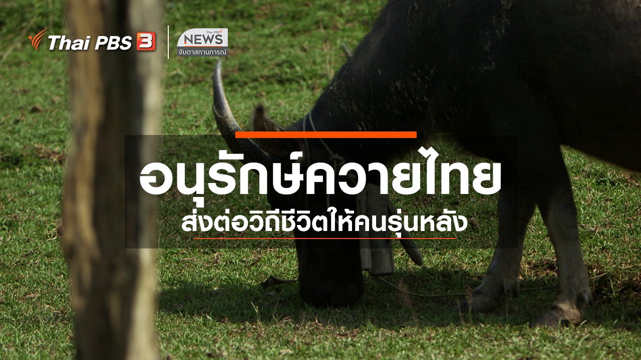 จับตาสถานการณ์ - ตะลุยทั่วไทย : อนุรักษ์ควายไทย